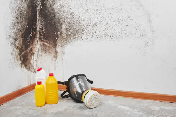 Best Attic Mold Remediation in Lula, GA
